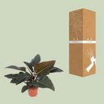 Philodendron Congo Red - Ø27cm - 80cm, Verzenden