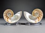 Gedeelde kamernautilus Zeeschelp - Nautilus pompilius (with, Nieuw