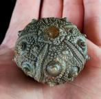 Indrukwekkende zee-egel, 42 mm !!! - Uitzonderlijke maat bij