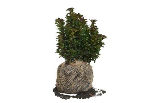 Hulst Little Rascal, Laagblijvend! Buxus-vervanger!, Tuin en Terras, Planten | Struiken en Hagen, Hulst, Haag, Minder dan 100 cm