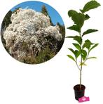 Magnolia kobus + Pot 14cm, Verzenden, Halfschaduw