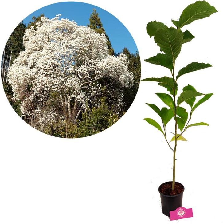 Magnolia kobus + Pot 14cm, Tuin en Terras, Planten | Fruitbomen, Halfschaduw, Verzenden