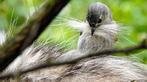 Geitenhaar - Nestmateriaal - Nesten, Verzenden, Nieuw