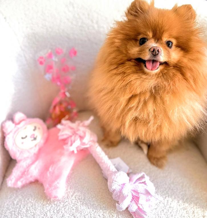 Honden knuffel en traktatie pakket roze, Dieren en Toebehoren, Honden-accessoires, Nieuw, Verzenden