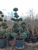 Juniperus squamata meyrii  Bonsai Jeneverbes, Ophalen