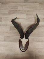 Steenbok Schedel - Capra pyrenaica victoriae - 45 cm - 52 cm, Nieuw
