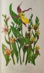 Anne Pratt - The flowering plants, grasses, sedges & ferns, Antiek en Kunst, Antiek | Boeken en Bijbels