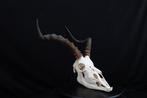 Large African Impala Schedel - Aepyceros melampus - 0 cm - 0, Nieuw