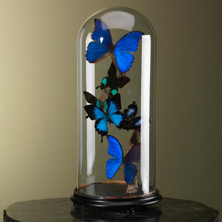 Vlinders in Stolp Taxidermie Opgezette Dieren By Max, Verzamelen, Dierenverzamelingen, Opgezet dier, Nieuw, Insect, Ophalen of Verzenden