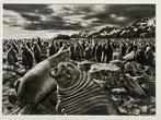 Salgado - Southern Elephant Seal Calves, Saint Andrews Bay,