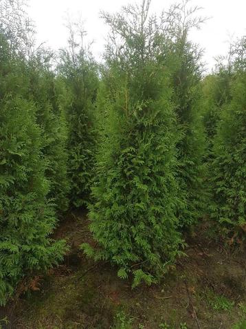 Coniferen: Thuja occidentalis Brabant beschikbaar voor biedingen