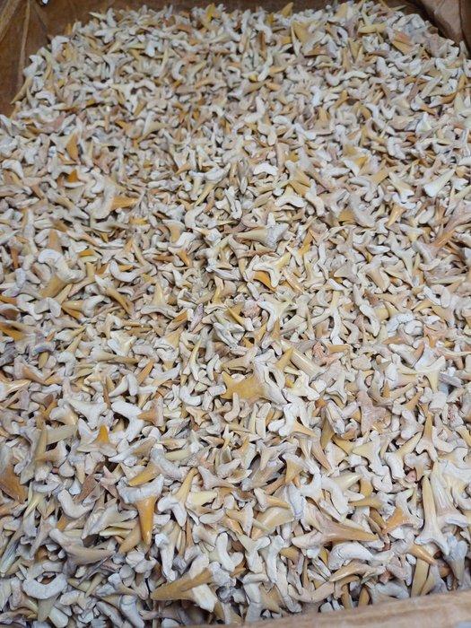 Meerdere soorten mooie haaien tanden uit de fosfaatmijnen in, Verzamelen, Mineralen en Fossielen