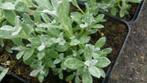Cerastium tomentosum , hoornbloem , bodembedekker P9, Vaste plant, Bodembedekkers, Ophalen of Verzenden, Lente