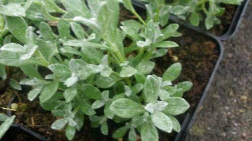 Cerastium tomentosum , hoornbloem , bodembedekker P9, Tuin en Terras, Planten | Tuinplanten, Bodembedekkers, Vaste plant, Volle zon