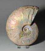 Ammoniet - Gefossiliseerd dier - Aioloceras besairiei - 16.1, Verzamelen, Mineralen en Fossielen