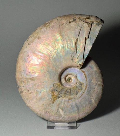 Ammoniet - Gefossiliseerd dier - Aioloceras besairiei - 16.1, Verzamelen, Mineralen en Fossielen