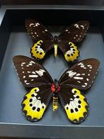 Vlinder Taxidermie volledige montage - Paire Ornithoptera, Verzamelen, Dierenverzamelingen, Nieuw