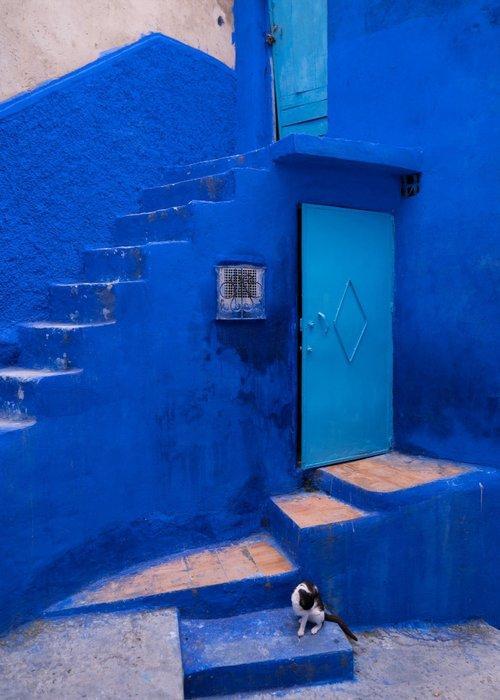 Dominik Valvo - Chefchaouen Cat (Morocco 2018) XL, Antiek en Kunst, Kunst | Designobjecten