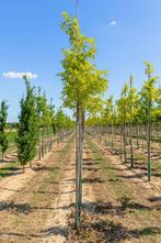 Robinia pseudoacacia Frisia hoogstam