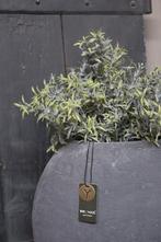 Brynxz bos Rosemary 36 cm, Nieuw, Ophalen of Verzenden