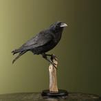 Kraai Taxidermie Opgezette Dieren By Max, Ophalen of Verzenden, Nieuw, Vogel, Opgezet dier