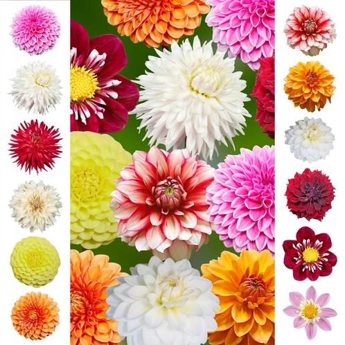Bloembollen - 12 x Dahlia - Collection, Tuin en Terras, Bloembollen en Zaden, Bloembol, Voorjaar, Volle zon, Verzenden
