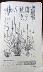 Stella ROSS-CRAIG - Drawings of British Plants, Parts I, II,