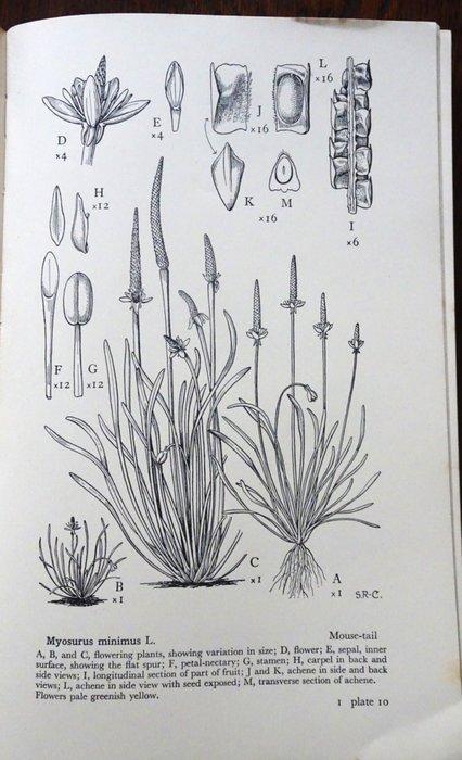 Stella ROSS-CRAIG - Drawings of British Plants, Parts I, II,, Antiek en Kunst, Antiek | Boeken en Bijbels