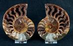 Ammoniet - Gefossiliseerd dier - Aioloceras (Cleoniceras), Verzamelen, Mineralen en Fossielen