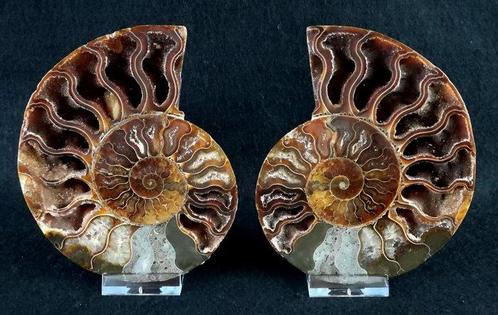 Ammoniet - Gefossiliseerd dier - Aioloceras (Cleoniceras), Verzamelen, Mineralen en Fossielen