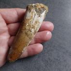 Dinosaurus - Fossiele tand - Sehr großer Spinosaurus, Verzamelen, Mineralen en Fossielen