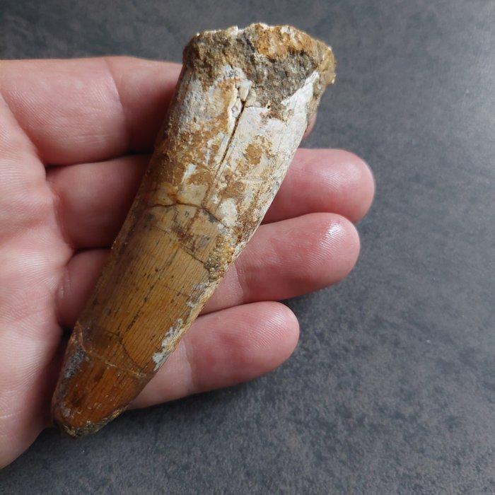 Dinosaurus - Fossiele tand - Sehr großer Spinosaurus, Verzamelen, Mineralen en Fossielen