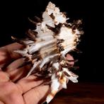 Speciale Murex Collectie - Zeeschelp - Hexaplex Cichoreum f.