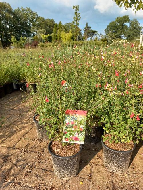 Salvia hot lips, Tuin en Terras, Planten | Tuinplanten, Ophalen