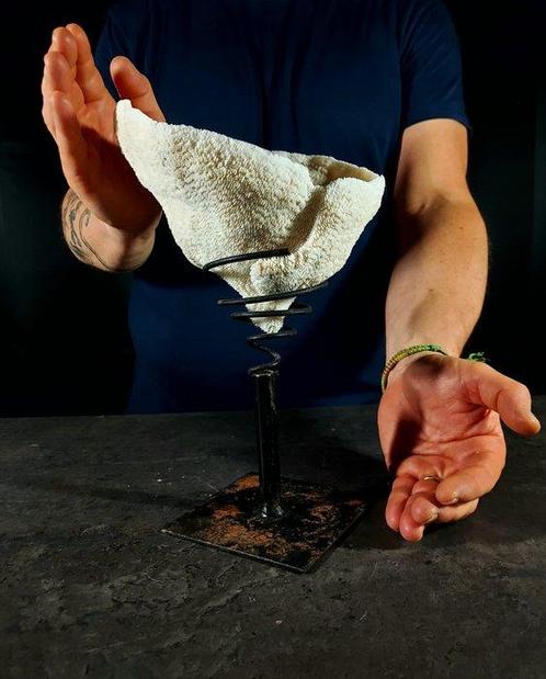 spectaculair koralen kom + voetstuk Taxidermie volledige, Verzamelen, Dierenverzamelingen