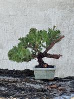 Jeneverbes bonsai (Juniperus) - Hoogte (boom): 20 cm -