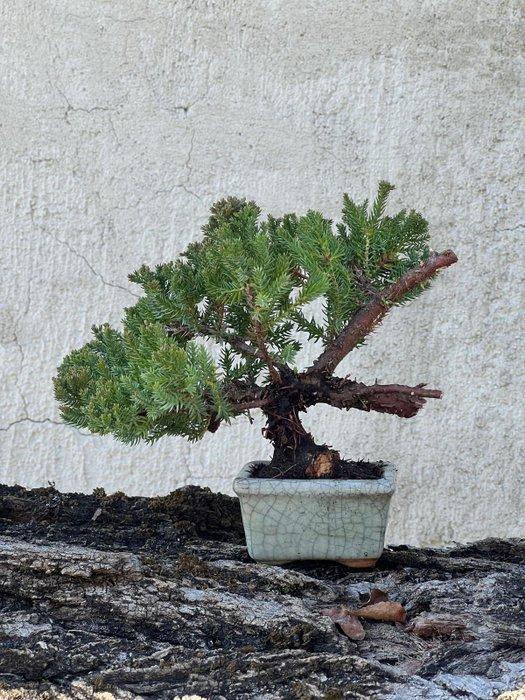 Jeneverbes bonsai (Juniperus) - Hoogte (boom): 20 cm -, Antiek en Kunst, Curiosa en Brocante