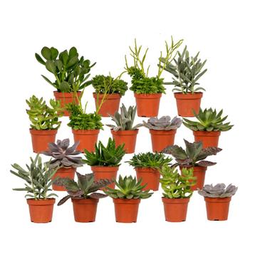 Everspring - Succulenten Mix - 18 stuks - 10 cm - Ø8,5 beschikbaar voor biedingen