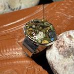 Oude Egypte, late periode Steen Kralen chrome-geverfde ring