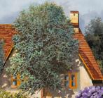 Guido Borelli - le case belle, Antiek en Kunst, Kunst | Schilderijen | Modern