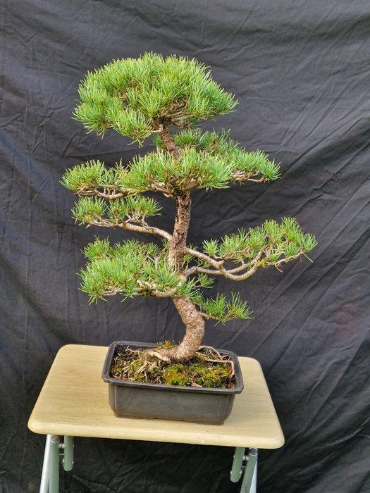 Den bonsai (Pinus) - Hoogte (boom): 59 cm - Diepte (boom):, Antiek en Kunst, Curiosa en Brocante
