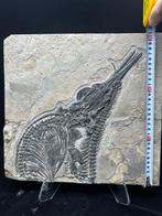 Fossiel - Fossiele matrix - Mixosaurus - 31.5 cm - 33 cm