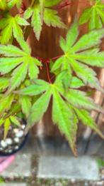 Japanese maple bonsai (Acer palmatum) - Hoogte (boom): 50 cm