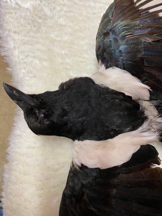 Kraai Taxidermie volledige montage - Eurasian Magpie - 10 cm, Verzamelen, Dierenverzamelingen
