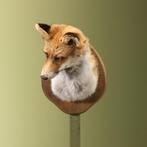 Vos Taxidermie Opgezette Dieren By Max, Verzamelen, Dierenverzamelingen, Ophalen of Verzenden, Nieuw, Wild dier, Opgezet dier