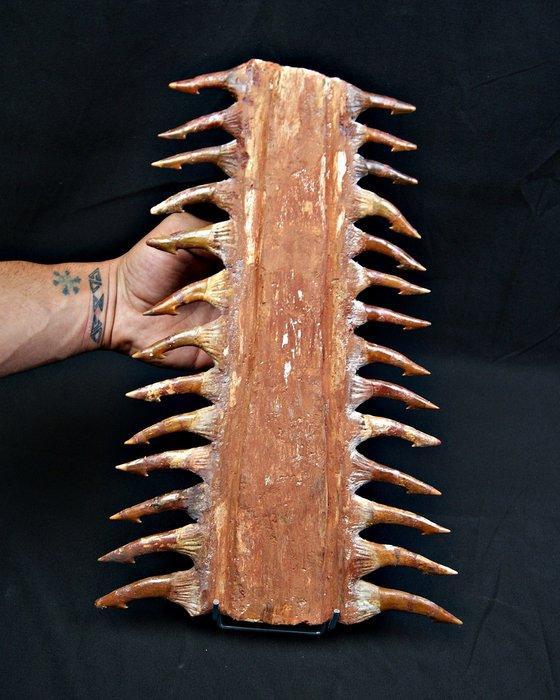 Haai - Fossiel bot - ribuna fósil de Onchopristis numidus -, Verzamelen, Mineralen en Fossielen