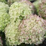 Hydrangea paniculata Little Lime - 30-40 cm hoogte, Tuin en Terras, Planten | Tuinplanten, Ophalen of Verzenden