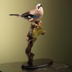 Gaai Taxidermie Opgezette Dieren By Max, Ophalen of Verzenden, Nieuw, Vogel, Opgezet dier