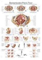 Anatomie poster bekkenbodem (Duits/Engels/Latijn, kunstst..., Verzenden, Nieuw