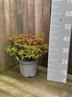 Aangeboden 10 stuks Azalea 10-30 cm Rood, Rhododendron, Haag, Minder dan 100 cm